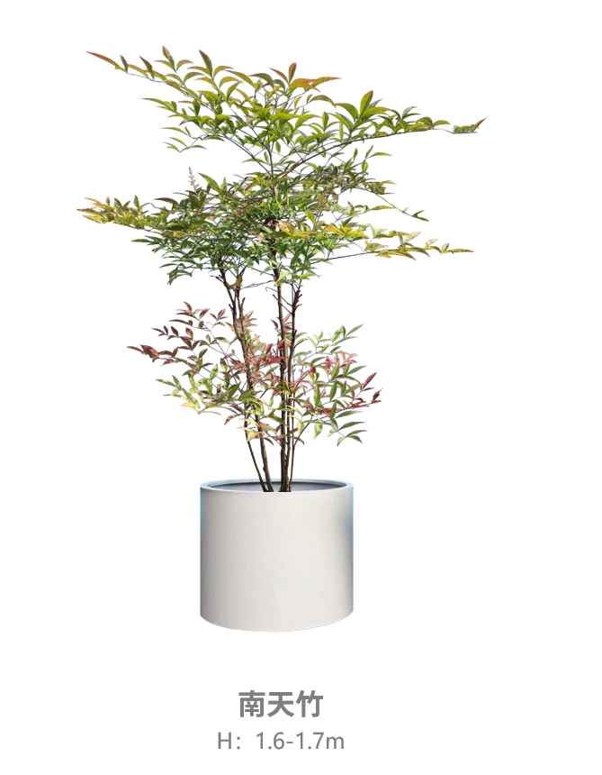 南天竹.jpg