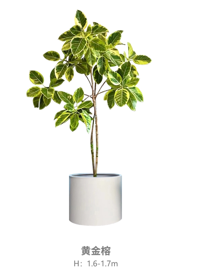 黄金榕.jpg