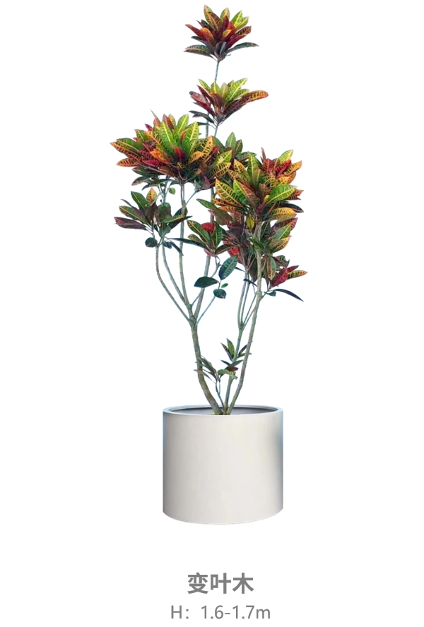 变叶木.jpg