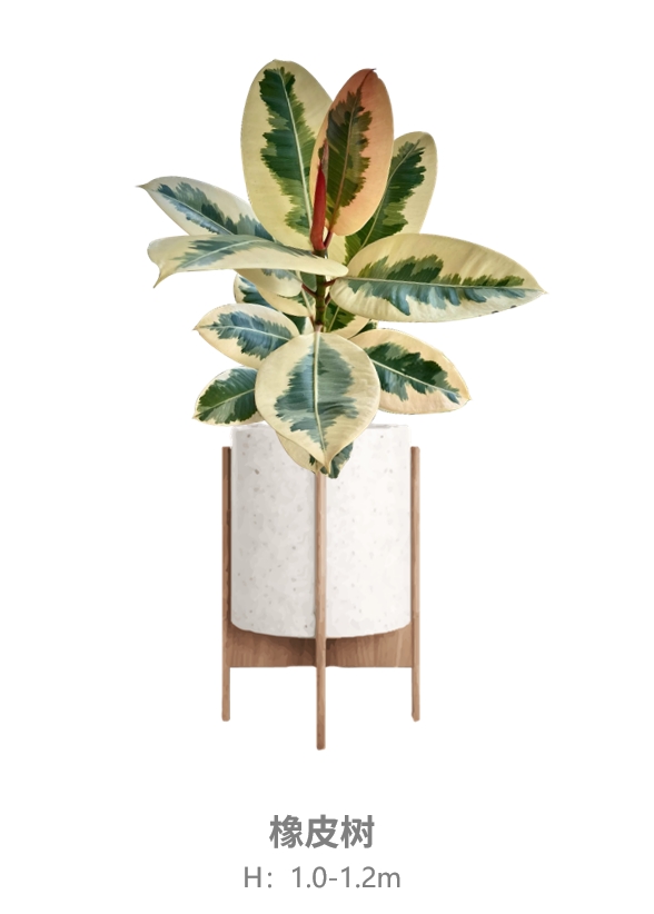 彩叶橡皮树.jpg