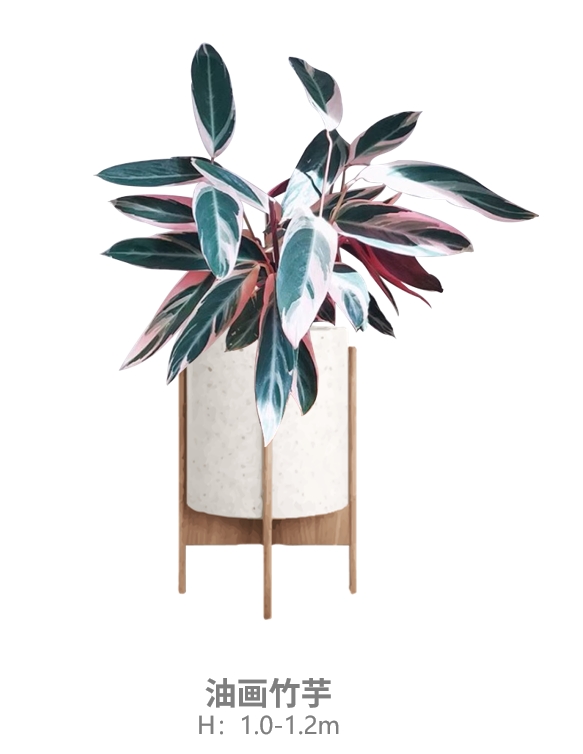 油画竹芋.jpg