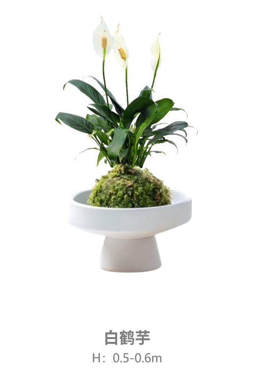 白鹤芋.jpg