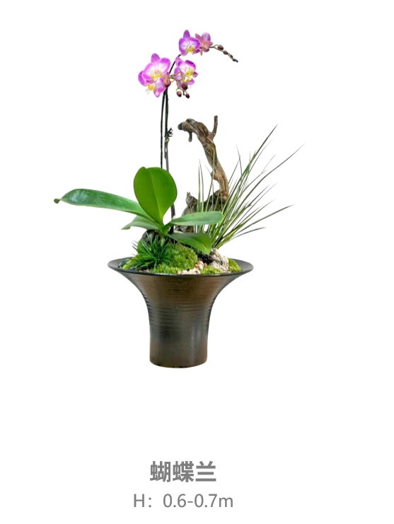 艺术盆栽6.png